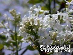 阿拉尔早泄手术效果怎么样